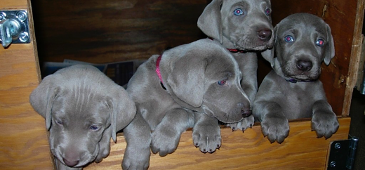 Moonstone Weimaraners